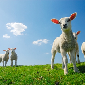 Creators of "Dolly" were denied patent protection for the sheep's clones.