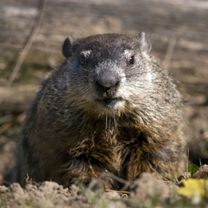 Two Vermont companies are engaged in a court battle over the right to use "Woodchuck" in their names.